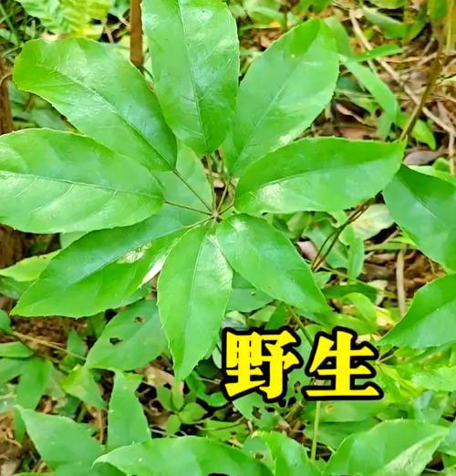 高鹅掌柴的快速生长之道（种植高鹅掌柴的关键要素和方法）-第1张图片-绿意生活