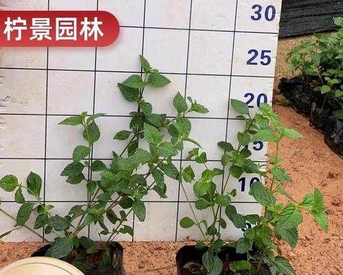 五彩梅之美——栽培与欣赏指南（探索五彩梅的多彩世界，打造花园的瑰宝）-第3张图片-绿意生活