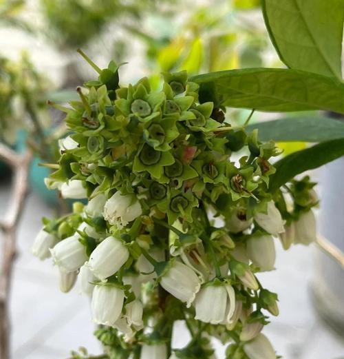 蓝莓的生长过程（从开花到成熟，了解蓝莓的生长周期）-第2张图片-绿意生活