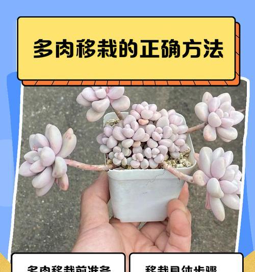 多肉移栽到塑料瓶的简易方法（环保又实用，让多肉植物在塑料瓶中生根发芽）-第3张图片-绿意生活
