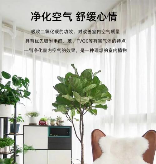 如何让琴叶榕秃杆长叶（掌握关键养护技巧，让你的琴叶榕焕发新生命力）-第1张图片-绿意生活