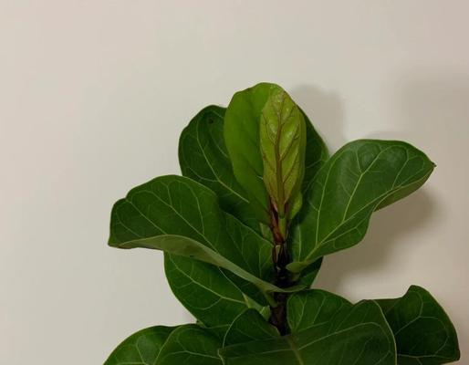 如何让琴叶榕秃杆长叶（掌握关键养护技巧，让你的琴叶榕焕发新生命力）-第3张图片-绿意生活