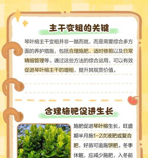 如何让琴叶榕秃杆长叶（掌握关键养护技巧，让你的琴叶榕焕发新生命力）-第2张图片-绿意生活