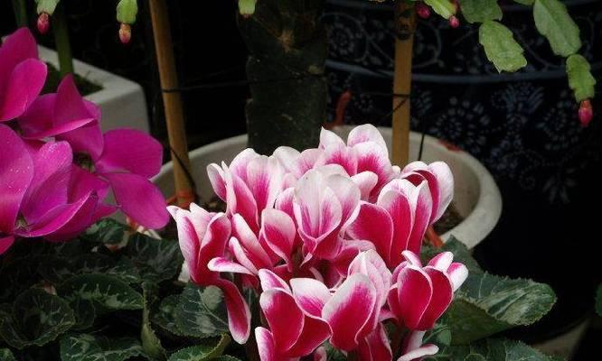 仙客来夏天开花养护指南（打造绚丽夏日花园的秘诀）-第3张图片-绿意生活
