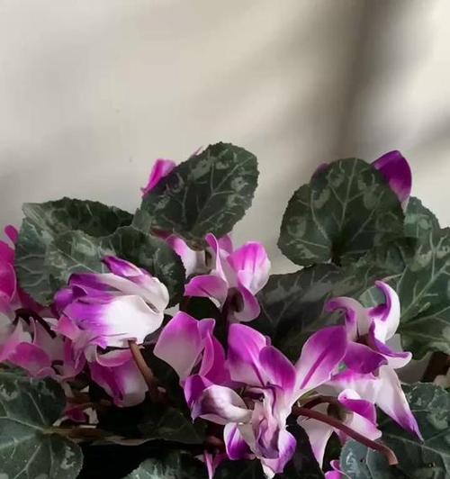 仙客来夏天开花养护指南（打造绚丽夏日花园的秘诀）-第2张图片-绿意生活
