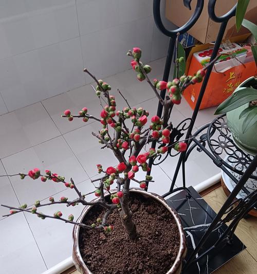 盆栽树海棠花的养护技巧（让你的盆栽树海棠花健康茂盛绽放）-第2张图片-绿意生活