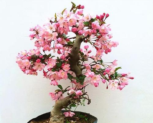 盆栽树海棠花的养护技巧（让你的盆栽树海棠花健康茂盛绽放）-第3张图片-绿意生活