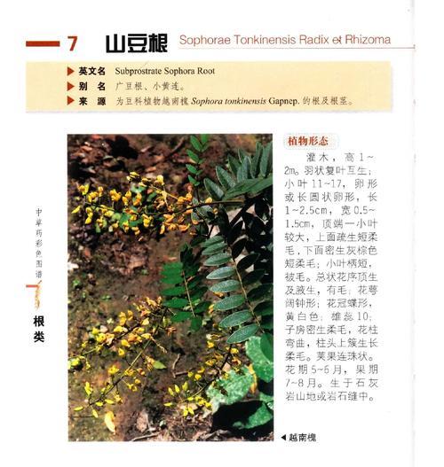 山豆根和北豆根一样吗？——探究两者的区别（了解山豆根和北豆根的异同点，让你对它们更有信心）-第2张图片-绿意生活
