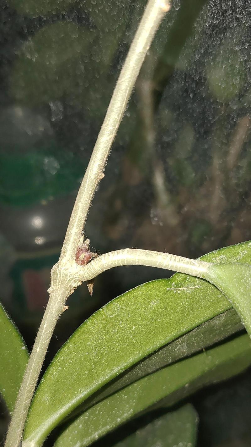 球兰花开花与凋谢周期解析（探究球兰花的开花、凋谢时间及影响因素）-第1张图片-绿意生活