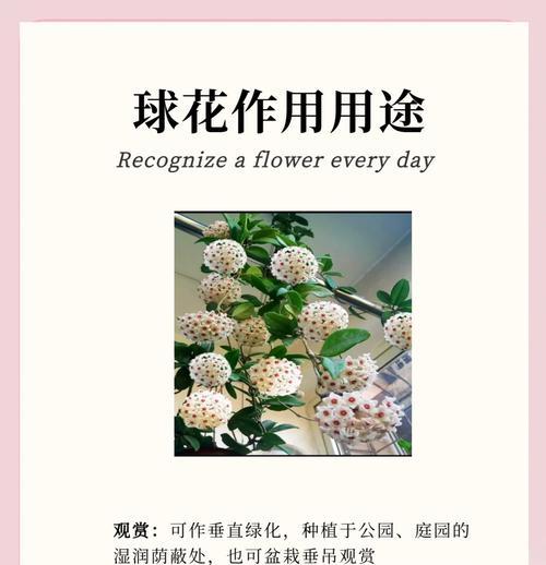 球兰花开花与凋谢周期解析（探究球兰花的开花、凋谢时间及影响因素）-第2张图片-绿意生活