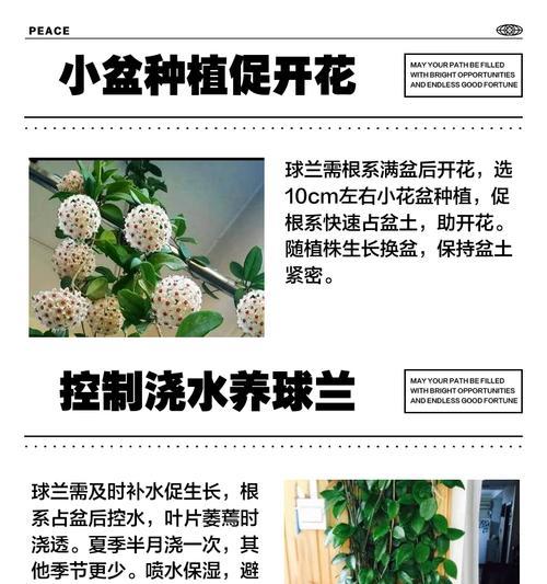 球兰花开花与凋谢周期解析（探究球兰花的开花、凋谢时间及影响因素）-第3张图片-绿意生活