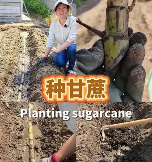 甘蔗种植技术全解析（提高产量、质量，掌握这些关键技术！）-第1张图片-绿意生活