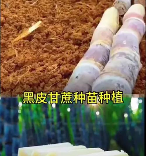 甘蔗种植技术全解析（提高产量、质量，掌握这些关键技术！）-第2张图片-绿意生活