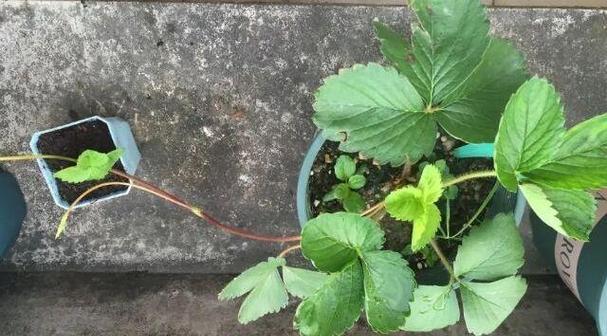 阳台草莓的肥料施用技巧（打造丰收甜美的阳台草莓，掌握这些关键要点！）-第1张图片-绿意生活