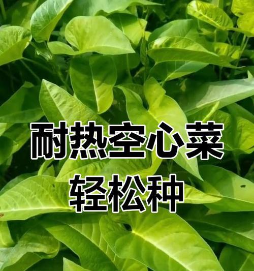 空心菜越冬种植技术（冬季空心菜的选种、管理和收获）-第2张图片-绿意生活
