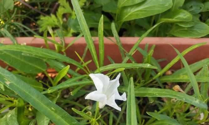 空心菜越冬种植技术（冬季空心菜的选种、管理和收获）-第1张图片-绿意生活