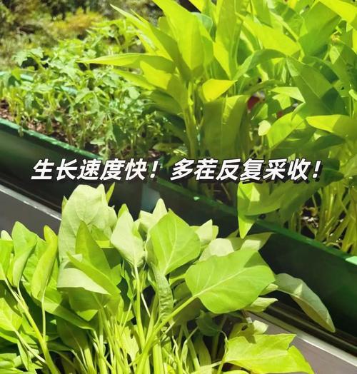 空心菜越冬种植技术（冬季空心菜的选种、管理和收获）-第3张图片-绿意生活