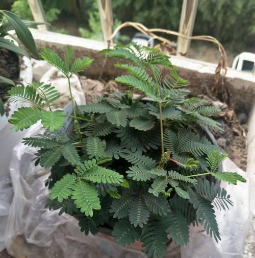 含羞草施肥技巧大全（打造健康含羞草的必备知识）-第1张图片-绿意生活