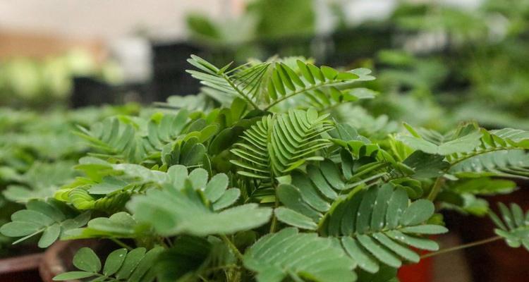 含羞草施肥技巧大全（打造健康含羞草的必备知识）-第2张图片-绿意生活