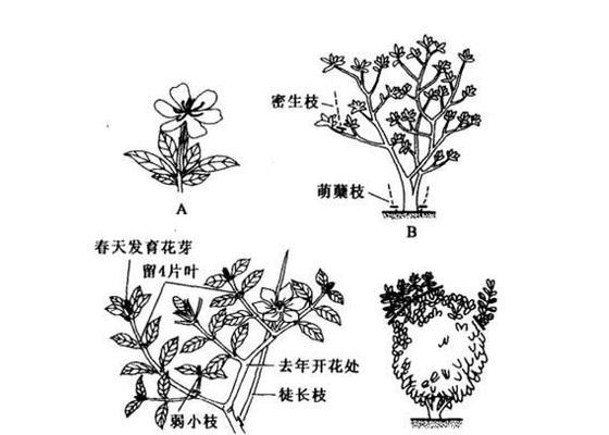 如何正确修剪栀子花——花后修剪的技巧与方法（让你的栀子花焕发更美的花期）-第1张图片-绿意生活