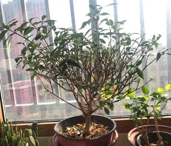 如何正确修剪栀子花——花后修剪的技巧与方法（让你的栀子花焕发更美的花期）-第2张图片-绿意生活