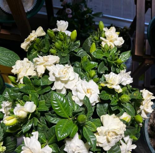 如何正确修剪栀子花——花后修剪的技巧与方法（让你的栀子花焕发更美的花期）-第3张图片-绿意生活