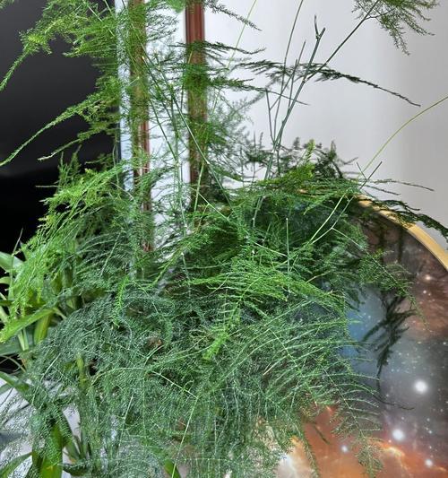 如何修理文竹（一步步教你修复受损的文竹植物）-第1张图片-绿意生活
