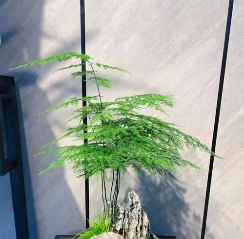 如何修理文竹（一步步教你修复受损的文竹植物）-第2张图片-绿意生活
