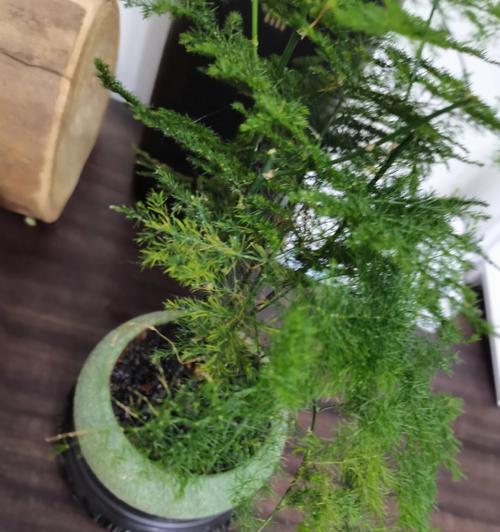 如何修理文竹（一步步教你修复受损的文竹植物）-第3张图片-绿意生活
