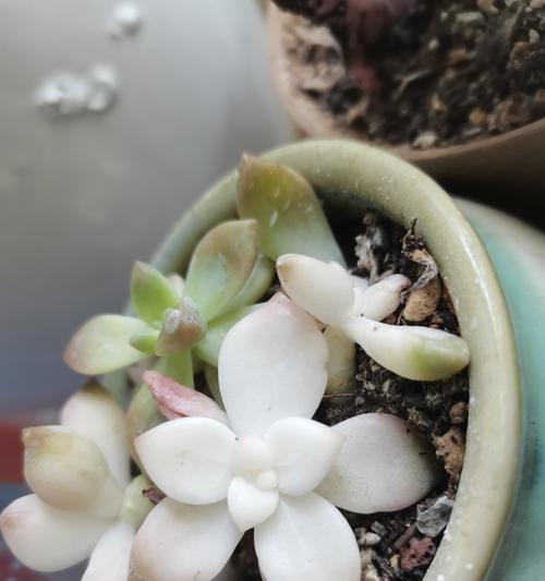 多肉植物盆叶发软的原因及处理方法（探究多肉植物盆叶发软的原因与处理技巧，让你的多肉植物重获健康）-第2张图片-绿意生活