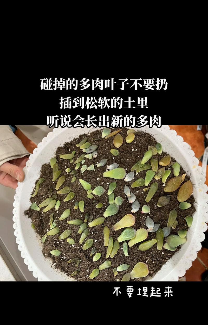 多肉植物盆叶发软的原因及处理方法（探究多肉植物盆叶发软的原因与处理技巧，让你的多肉植物重获健康）-第3张图片-绿意生活