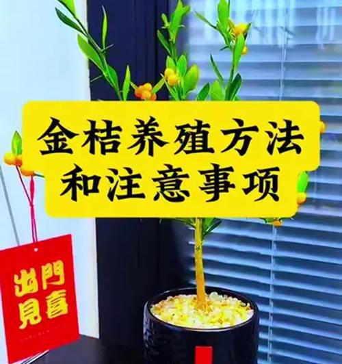 如何养护金桔盆栽（简单易行的金桔盆栽养护技巧）-第3张图片-绿意生活