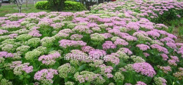 了解景天的开花养护秘籍（开启花园之美，打造迷人景天花海）-第1张图片-绿意生活