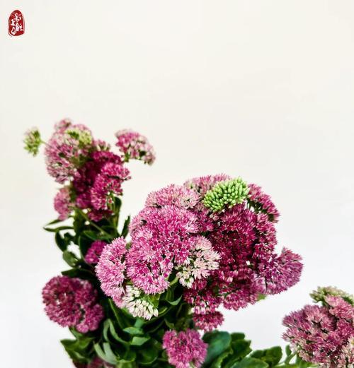 了解景天的开花养护秘籍（开启花园之美，打造迷人景天花海）-第2张图片-绿意生活