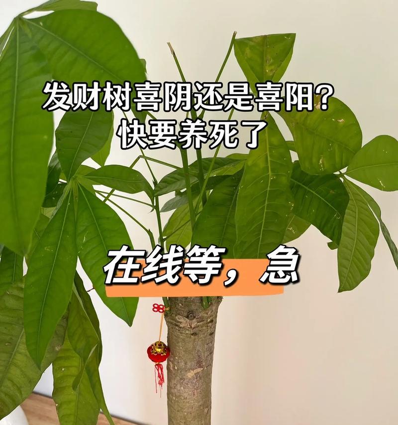 如何养护平安树和发财树（打造绿色家居的秘诀）-第1张图片-绿意生活