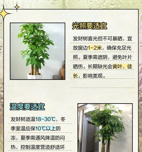 如何养护平安树和发财树（打造绿色家居的秘诀）-第3张图片-绿意生活