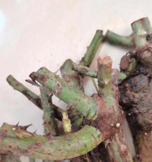 盆栽玫瑰干了怎么办？（教你拯救干枯的盆栽玫瑰，让它重焕生机！）-第2张图片-绿意生活