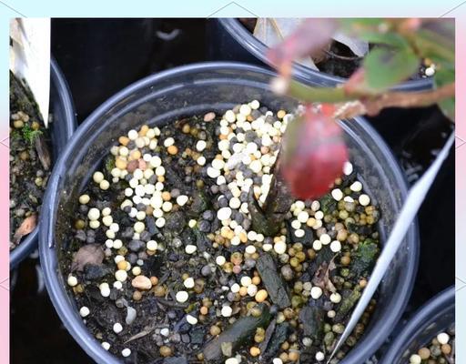 养花施肥的正确方法（掌握施肥时间和选择合适的肥料，让花草茁壮成长）-第2张图片-绿意生活