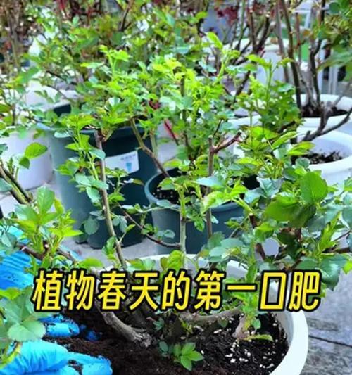 养花施肥的正确方法（掌握施肥时间和选择合适的肥料，让花草茁壮成长）-第1张图片-绿意生活