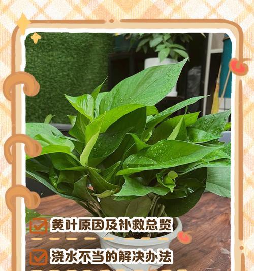 如何处理绿萝的烂叶子（有效护理绿萝，预防和处理烂叶现象）-第2张图片-绿意生活