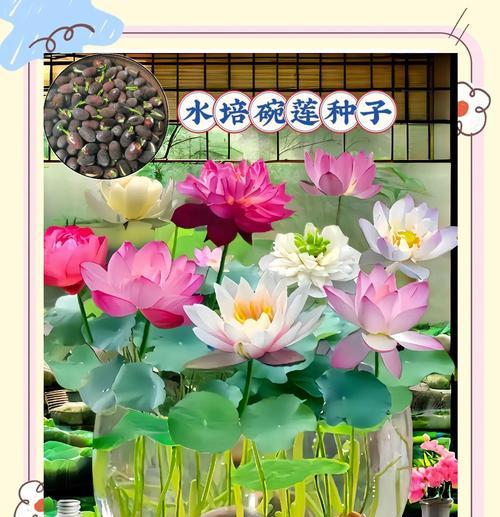 碗莲养护全攻略（打造盛开如锦的碗莲花海）-第2张图片-绿意生活