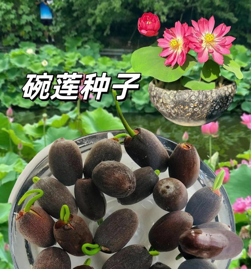 碗莲养护全攻略（打造盛开如锦的碗莲花海）-第1张图片-绿意生活