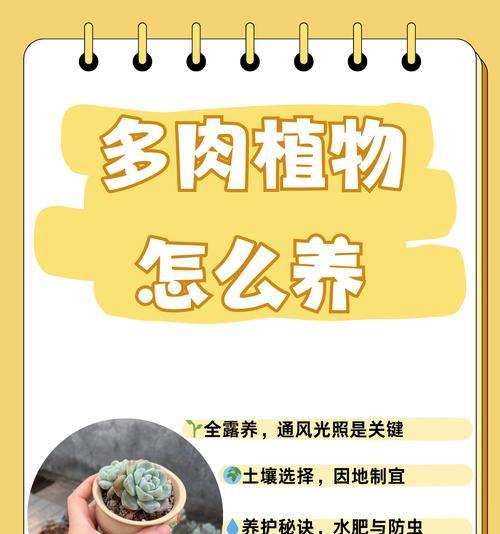 江户紫多肉的养殖技巧与注意事项（打造美丽多肉盆栽，快速掌握江户紫多肉养殖要点）-第2张图片-绿意生活