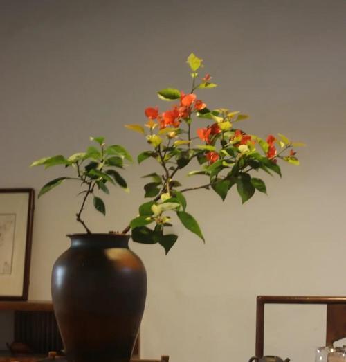 三角梅的生长与养护技巧（多久换盆？何时施肥？如何繁殖？）-第2张图片-绿意生活