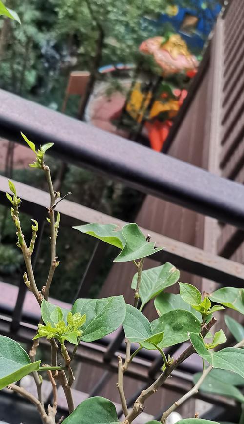 三角梅的生长与养护技巧（多久换盆？何时施肥？如何繁殖？）-第3张图片-绿意生活