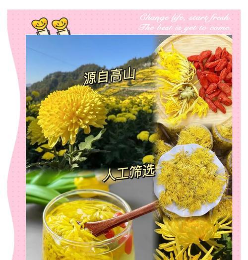 金丝皇菊的开花时间及花期（了解这种美丽花卉的生长习性和最佳观赏时间）-第1张图片-绿意生活
