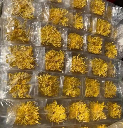 金丝皇菊的开花时间及花期（了解这种美丽花卉的生长习性和最佳观赏时间）-第3张图片-绿意生活