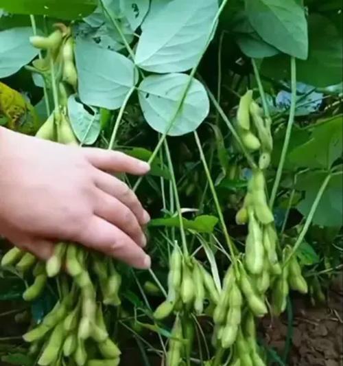 毛豆种植全攻略（时间、方法、技巧全解析，助你成功种出丰收的毛豆）-第1张图片-绿意生活