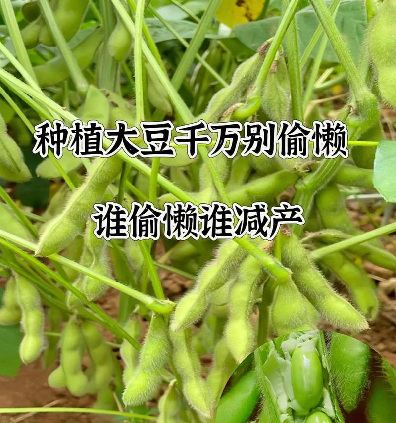 毛豆种植全攻略（时间、方法、技巧全解析，助你成功种出丰收的毛豆）-第2张图片-绿意生活