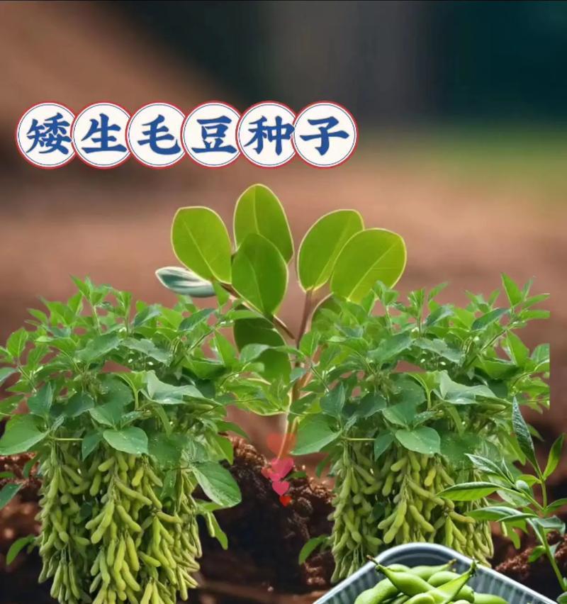 毛豆种植全攻略（时间、方法、技巧全解析，助你成功种出丰收的毛豆）-第3张图片-绿意生活